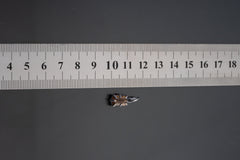 Olive Watermelon Tourmaline Pendant: Oxidized Sterling Silver Claw Setting