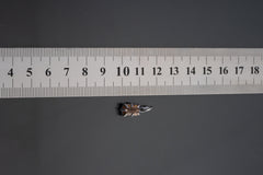Watermelon Tourmaline pendant shown beside ruler for scale 1.5cm with pink and green stone in oxidized silver claw setting.