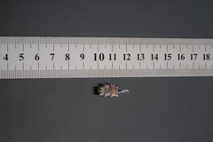 Watermelon Tourmaline pendant shown beside a ruler for scale with pink and green stone in claw setting.