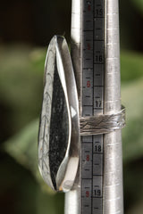 Natural fossil adjustable ring shown beside a ruler for scale, with textured 925 sterling silver band and bold fossil centrepiece.