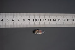 Watermelon Tourmaline pendant shown beside a ruler for scale with pink and green stone in claw setting.