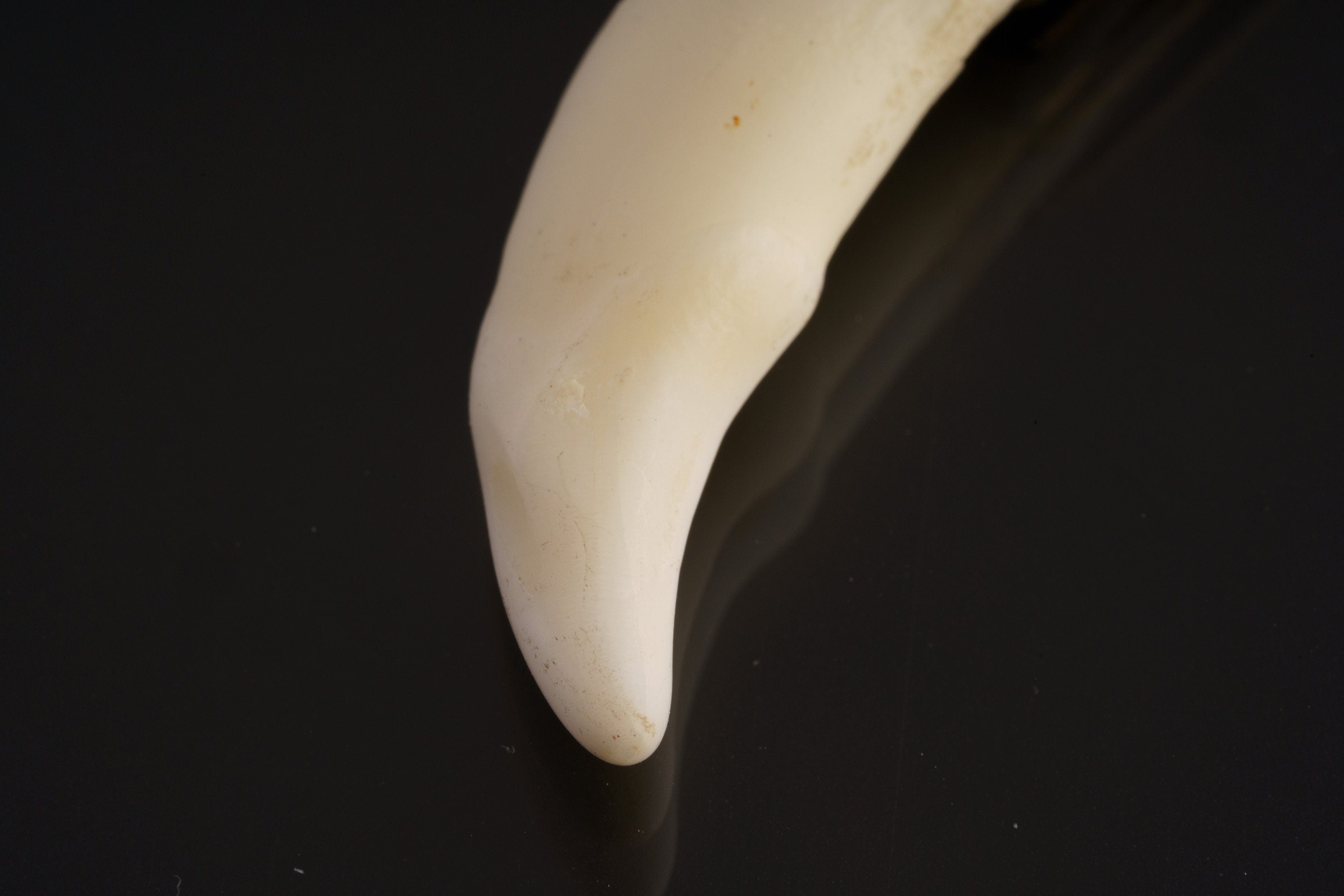 Vintage Tooth - Hammer Textured - Pivoting Brass Pin bail - One Fang Pendant