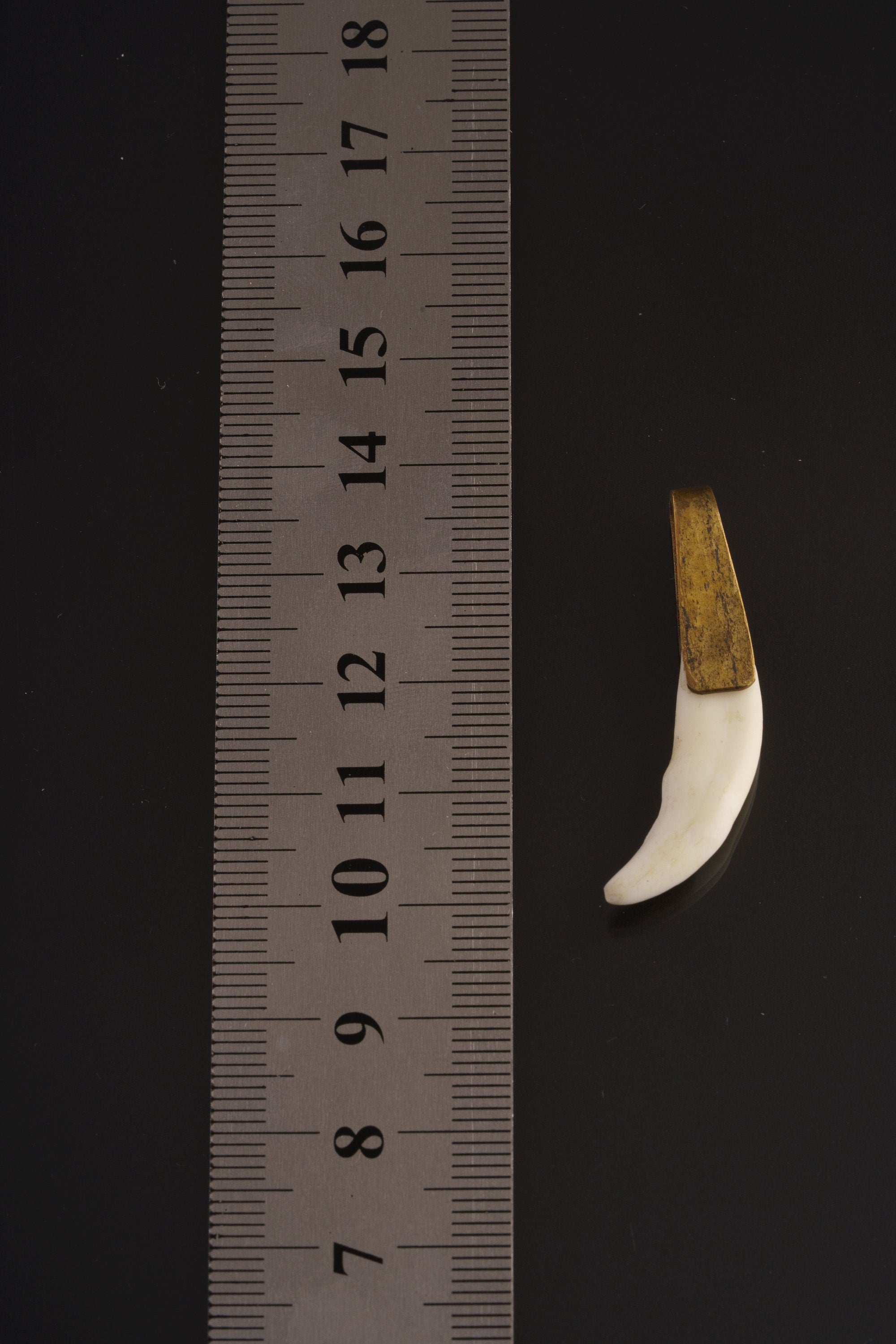Vintage Tooth - Hammer Textured - Pivoting Brass Pin bail - One Fang Pendant