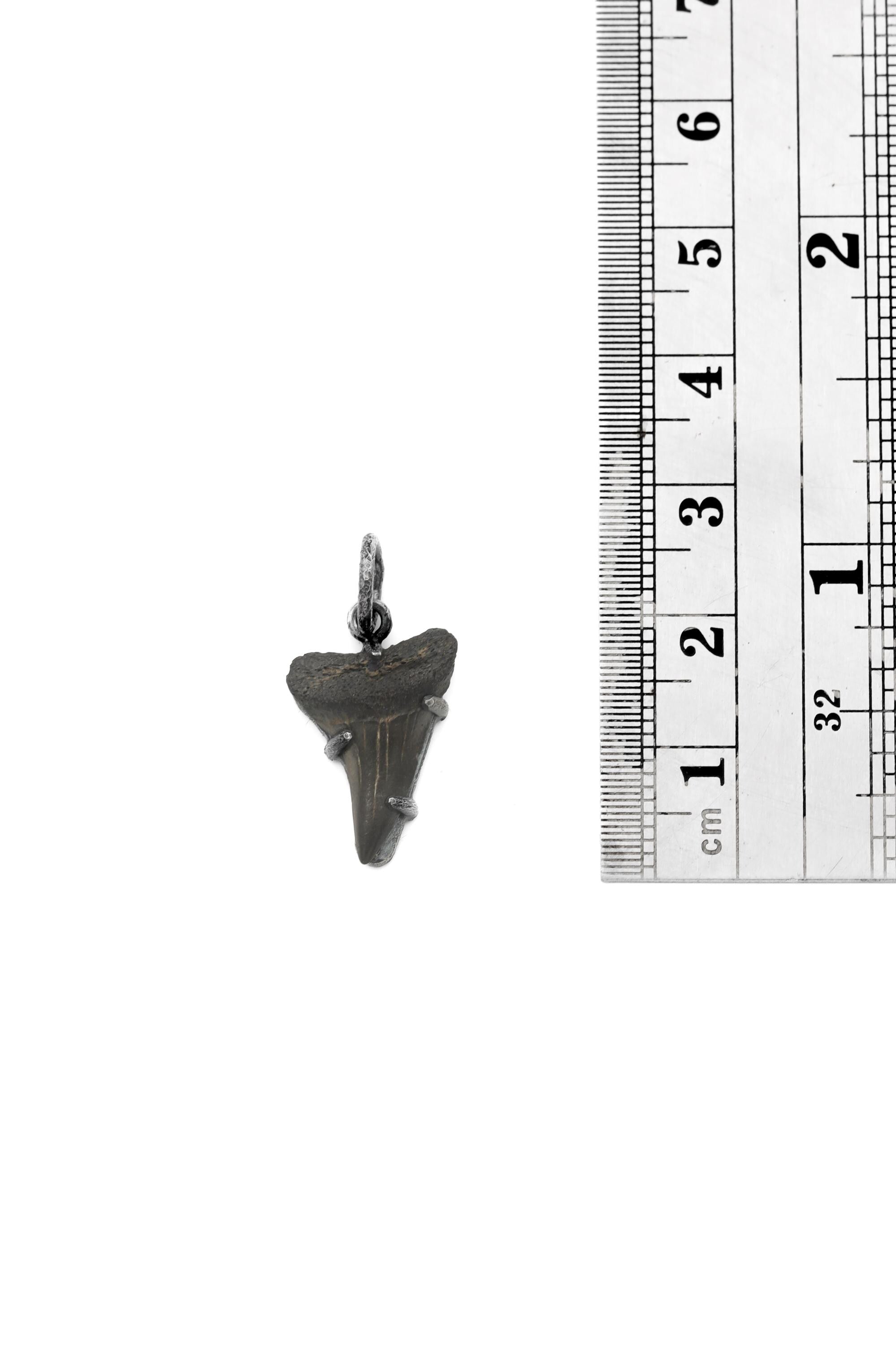 Megalodon Tooth Fossil Pendant, Oxidized Sterling Silver Claw Setting