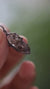 Double Terminated Quartz Pendant 925 Silver Tibetan Carbon Inclusion Claw Necklace Meditation Talisman
