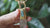 Himalayan Quartz & Kyanite Pendant: Sterling Silver Dog Amulet